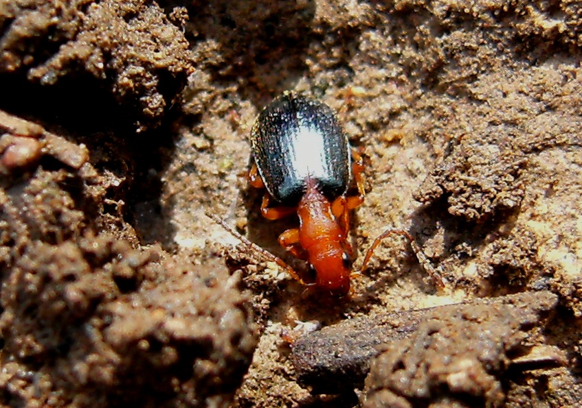 Brachinus sclopeta